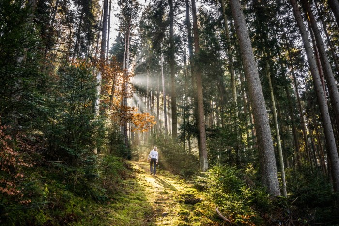 Hiking In The Forest